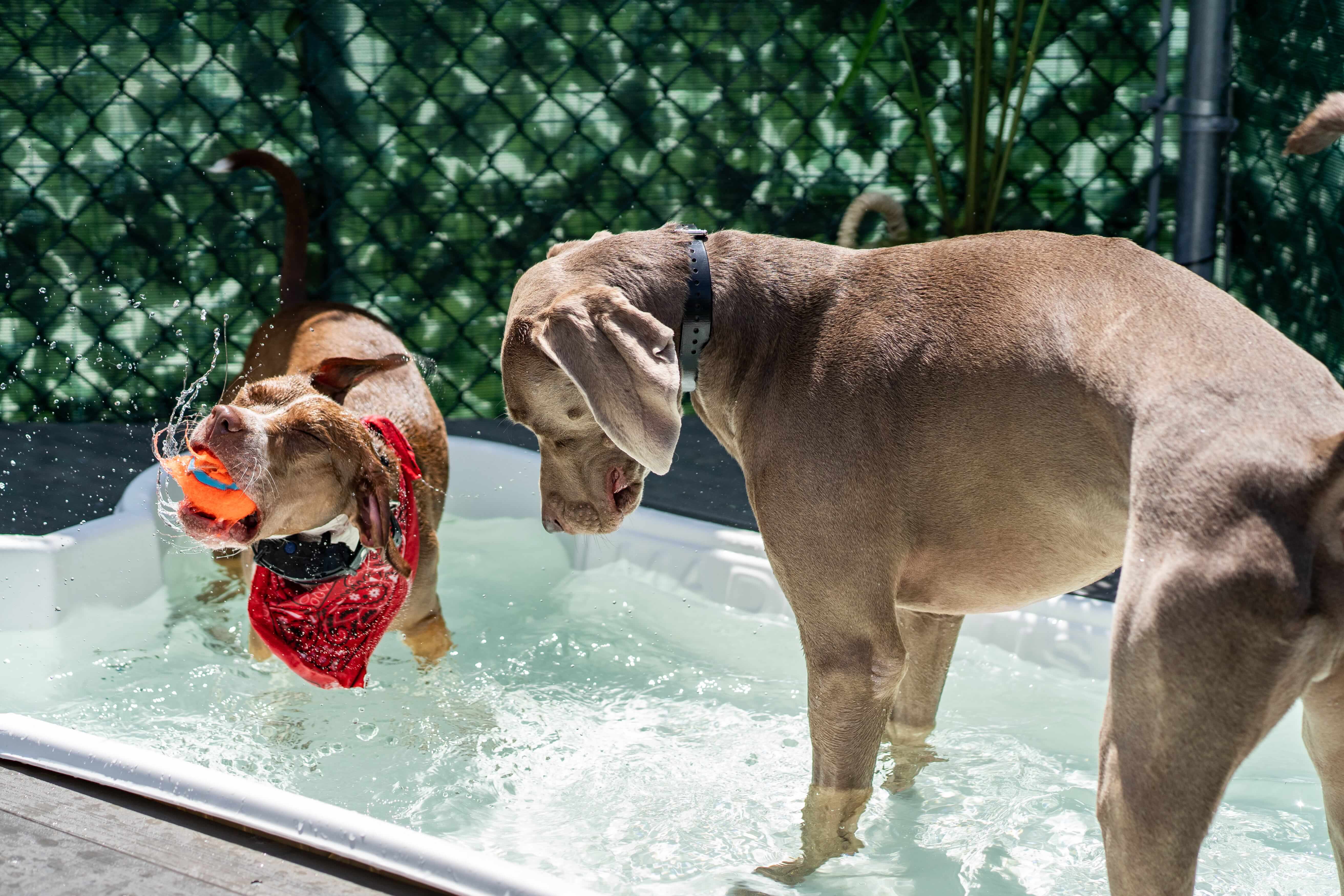 The Confident Canine Dog Training & Boarding West Palm Beach